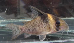 Corydoras brevirostris